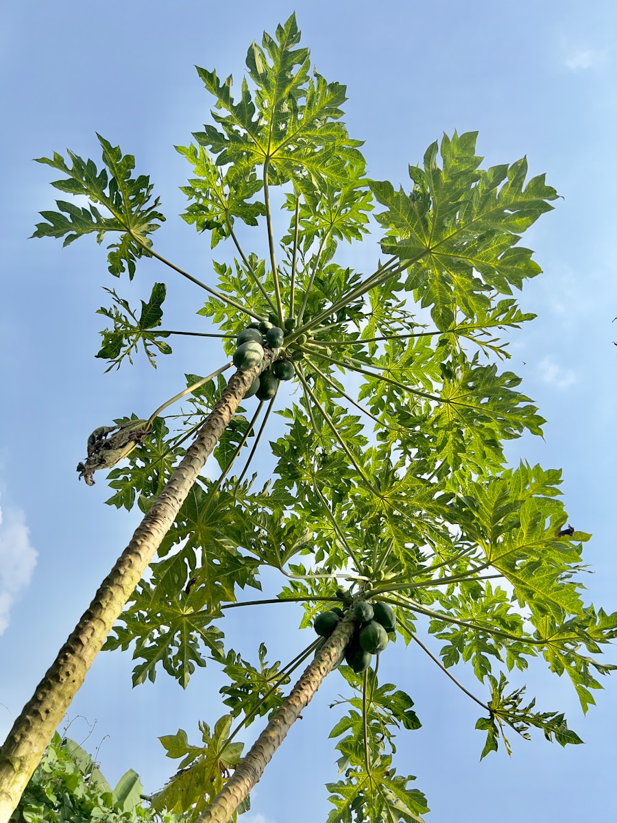 a tree with leaves