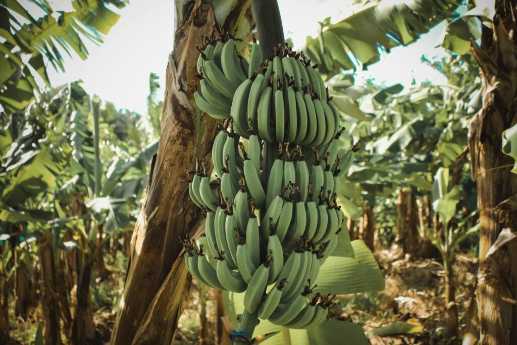 banana plant